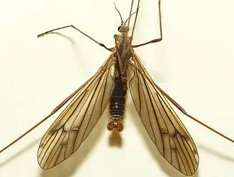 Symplecta pilipes
