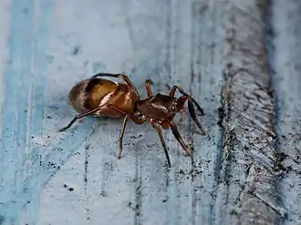 Synageles subcingulatus