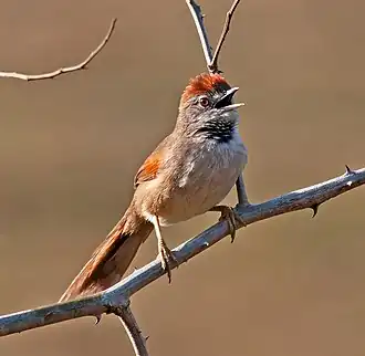Temmincks stekelstaart