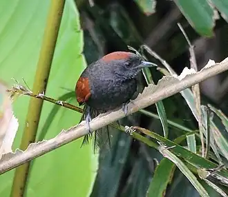 Leikleurige stekelstaart