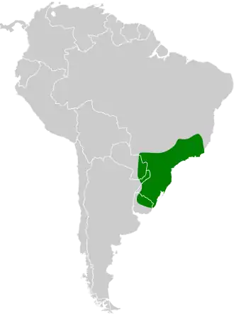 Grijsbuikstekelstaart