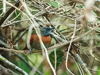 Roodborststekelstaart