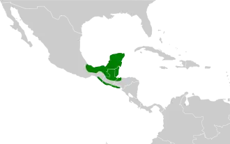 Roodborststekelstaart