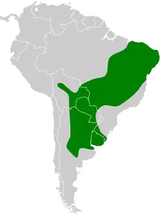 Roetkruinstekelstaart