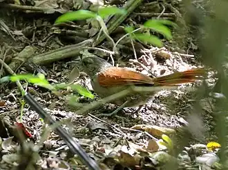 Marañónstekelstaart