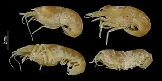 Synalpheus hastilicrassus