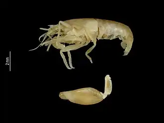 Synalpheus paraneomeris