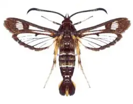 Pyropteron doryliformis