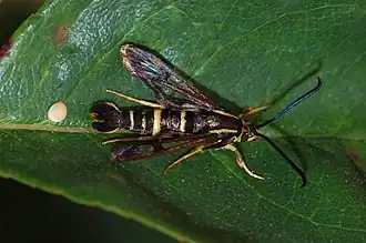 Synanthedon bibionipennis