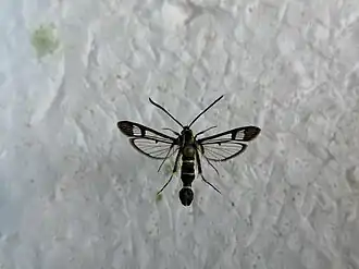 Synanthedon cephiformis