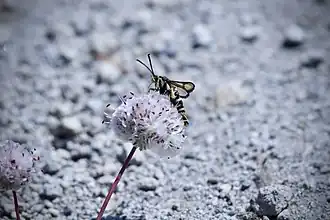 Synanthedon chrysidipennis