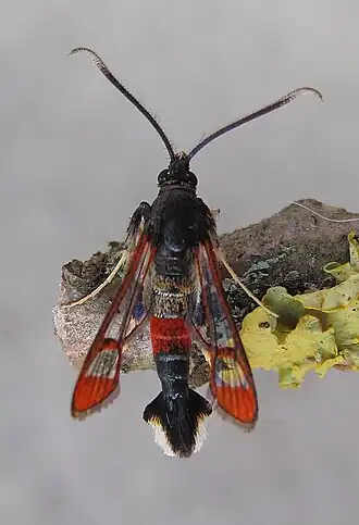 Synanthedon formicaeformis Wilgenwespvlinder