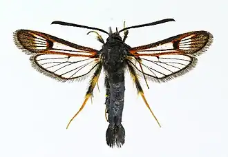 Synanthedon polaris