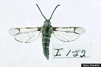 Synanthedon rileyana