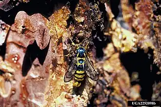 Synanthedon sequoiae