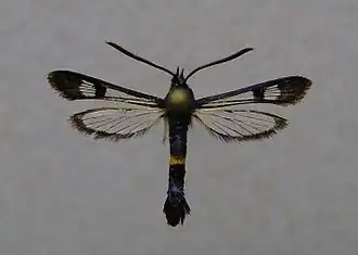 Synanthedon soffneri