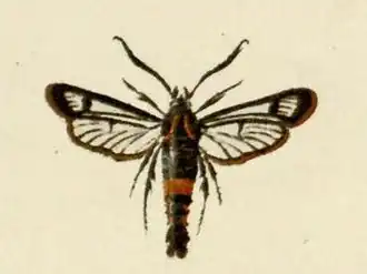 Synanthedon stomoxiformis