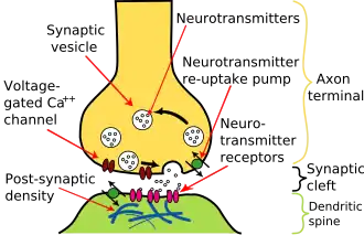 De werking van een synaps