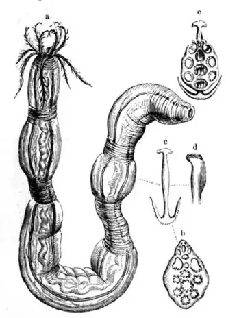 Leptosynapta inhaerens