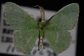 Synchlora irregularia