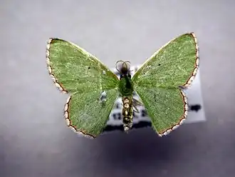 Synchlora tenuimargo