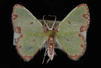 Synchlora xysteraria