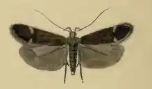 Syncopacma coronillella