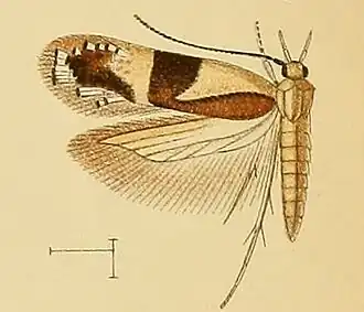 Syncopacma thaumalea