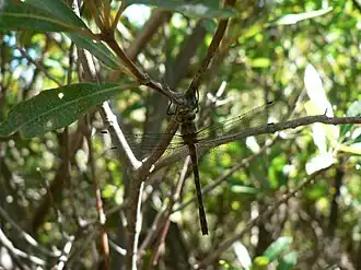 Syncordulia serendipator