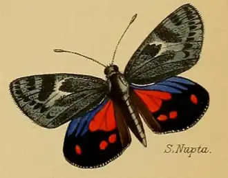 Synemon nupta