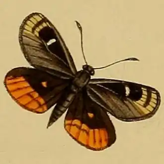 Synemon obscurella