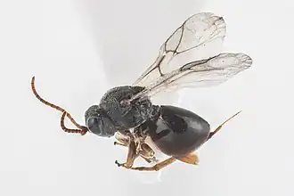 Synergus incrassatus