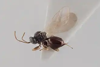 Synergus pallicornis