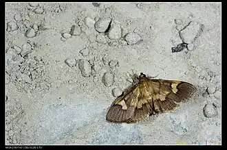 Syngamia falsidicalis