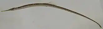 Syngnathus louisianae