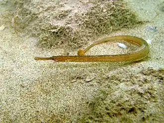 Syngnathus taenionotus