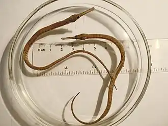Syngnathus tenuirostris