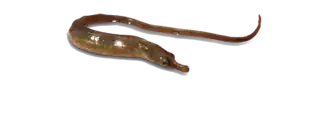 Syngnathus watermeyeri