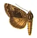 Syngrapha altera