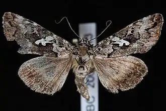 Syngrapha rectangula