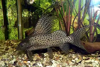 Synodontis eupterus