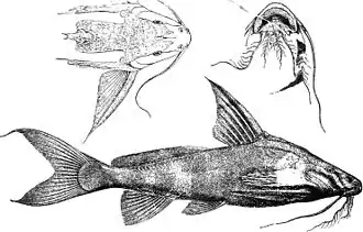 Synodontis acanthomias