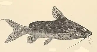 Synodontis afrofischeri
