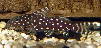 Synodontis angelicus