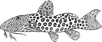 Synodontis courteti