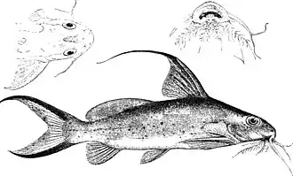 Synodontis filamentosus