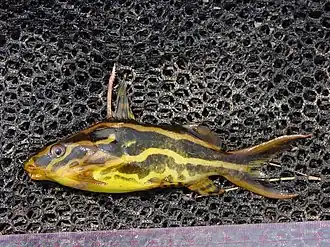 Synodontis flavitaeniatus