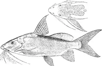 Synodontis geledensis