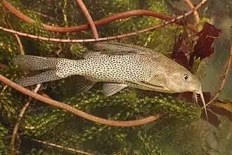 Synodontis leopardinus