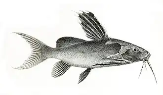Synodontis melanopterus
